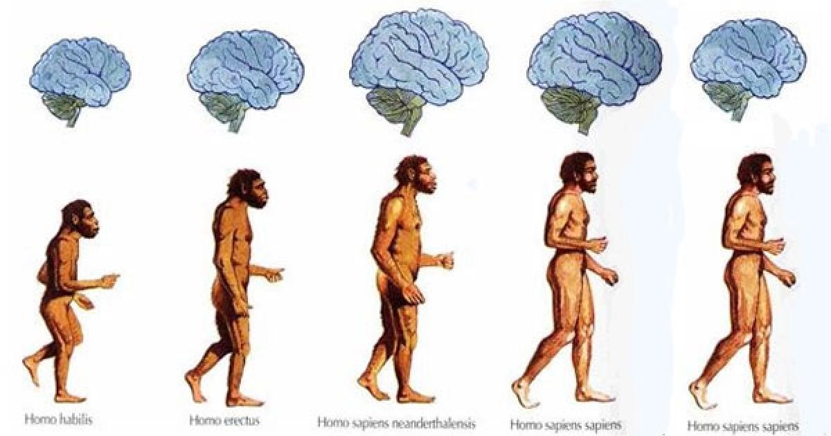 Scientists are alarmed by shrinking of the human brain